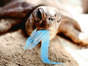turtle eating plastic bags