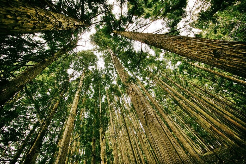 Large forest trees from the point of perspective from the floor